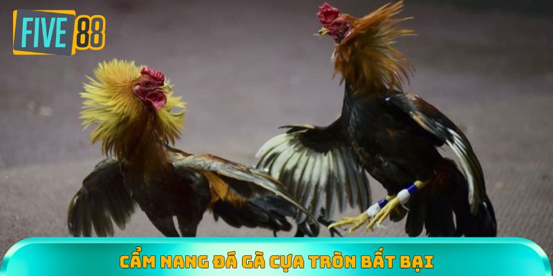 Cẩm nang đá gà cựa tròn bất bại, cược đâu thắng đó