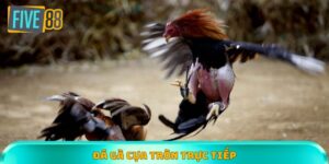 đá gà cựa tròn