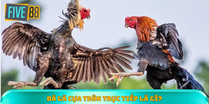 Đá gà cựa tròn trực tiếp - Bùng nổ đam mê với thế trận máu lửa
