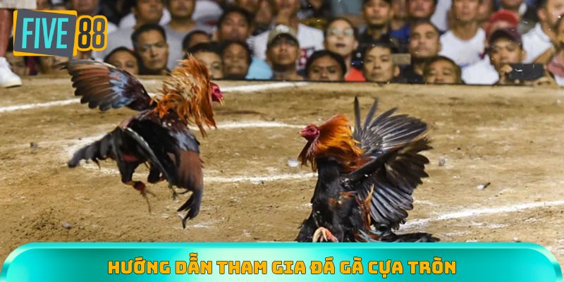 Hướng dẫn tham gia đá gà cựa tròn trực tiếp đúng quy định, an toàn